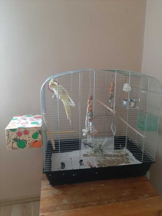 papuga Nimfa + duża klatka