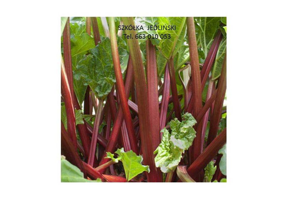 Sadzonki rabarbaru z dostawą na miejsce