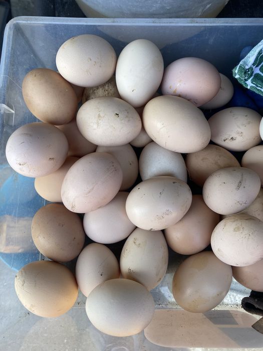 Ovos caseiros frescos