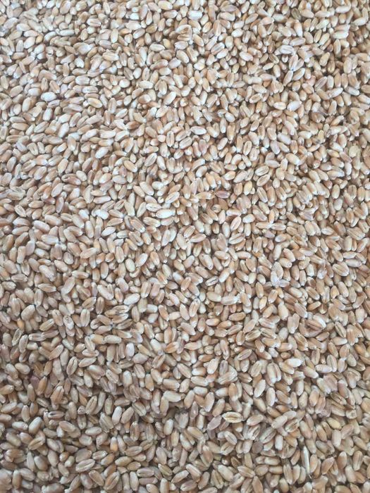 пшениця  дворучка яра