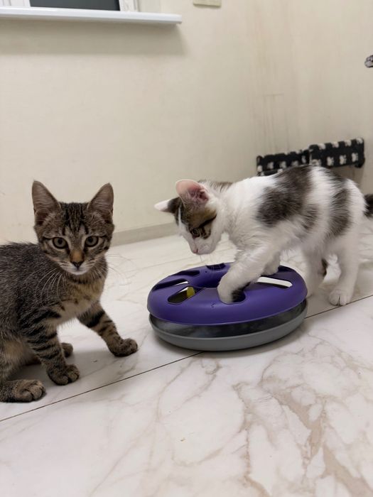 Котята , братик и сестричка очень ищут дом! Котенок