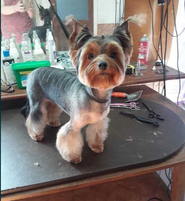 Стрижка собак і котів.Грумінг