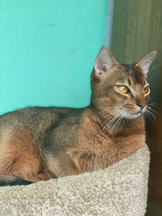 Продам кошенят Абіссинської породи