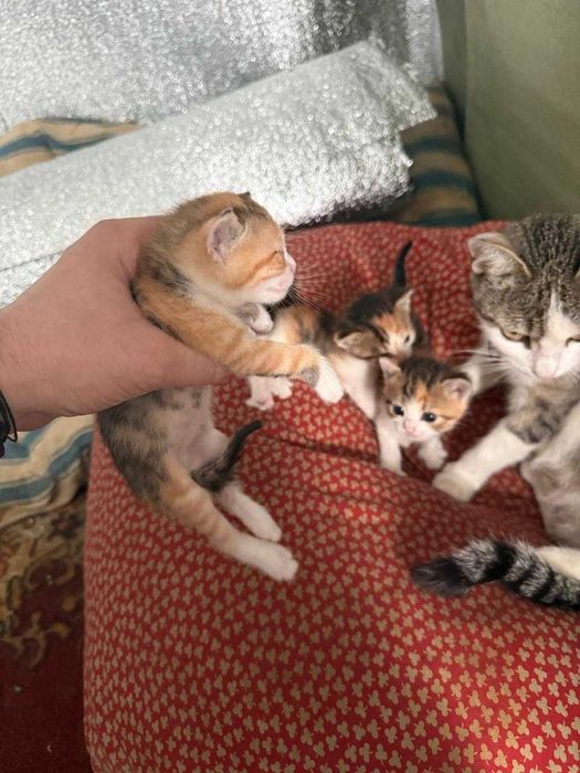Коти Ізюм віддам в добрі руки