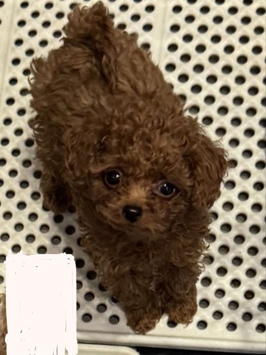 Malutki pudel toy red piesek pies przecudowny nauczony czystosci