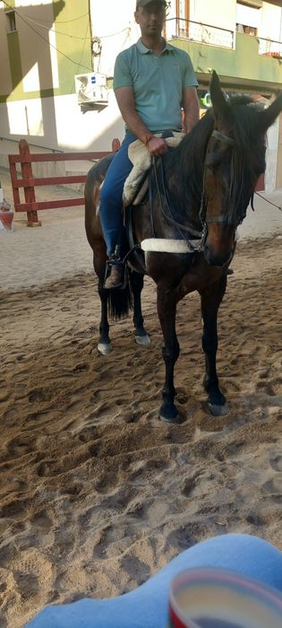 Cavalo grande castrado ideal para crianças