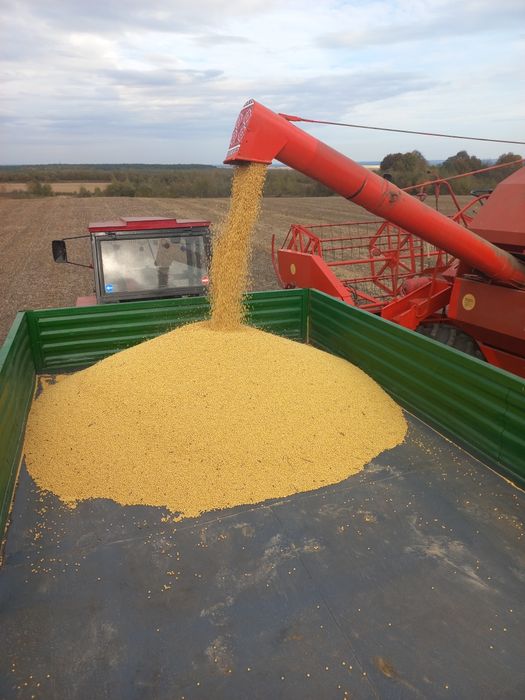 Продаю сою Аббі.