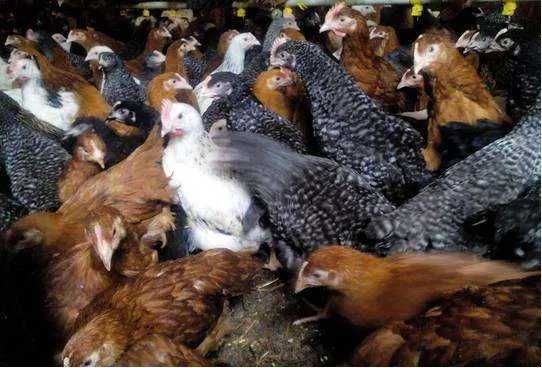 Kury nioski młode kury kurki ogólnoużytkowe kokoszki dowóz