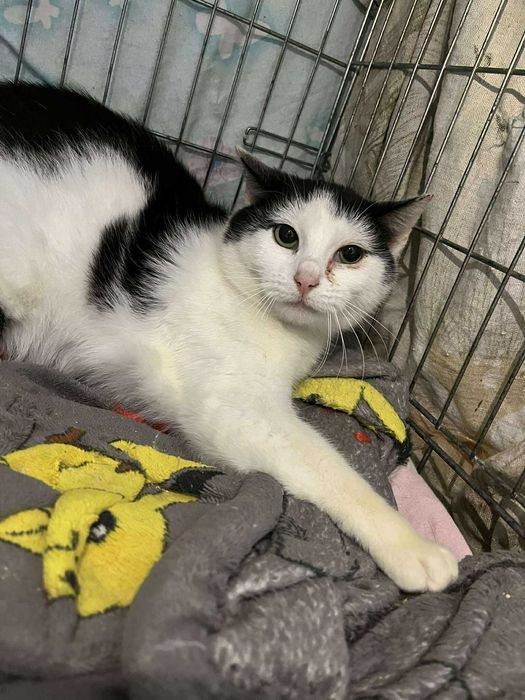 Kotka potrzebuje domu z wolierą