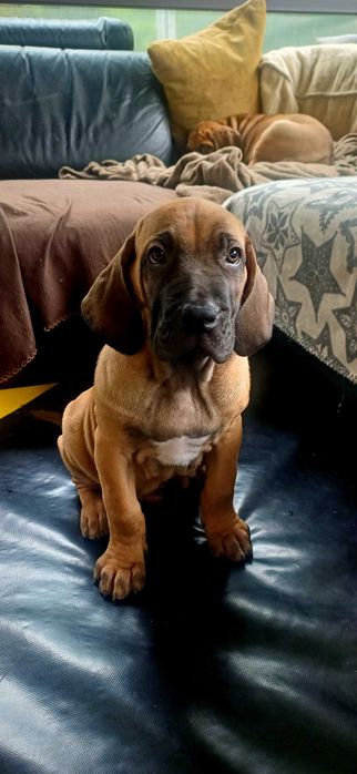 Fila brasileiro szczeniak