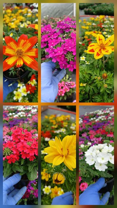 Черенок гвоздики та інших квітів