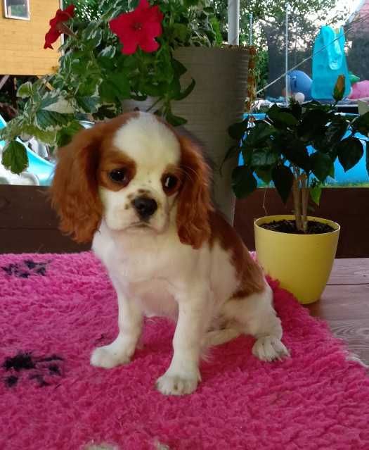 Cavalier King Charles Spaniel