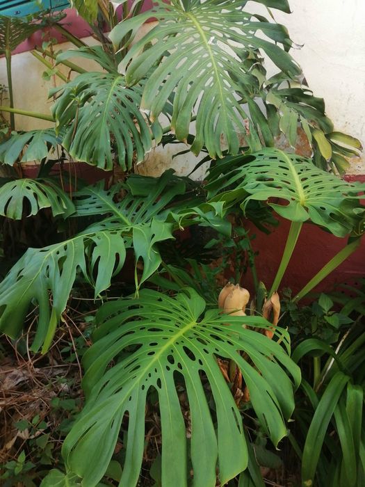 Fruto de Costela de Adão - ananás banana