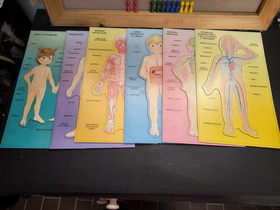 Jogo Anatomia Majora