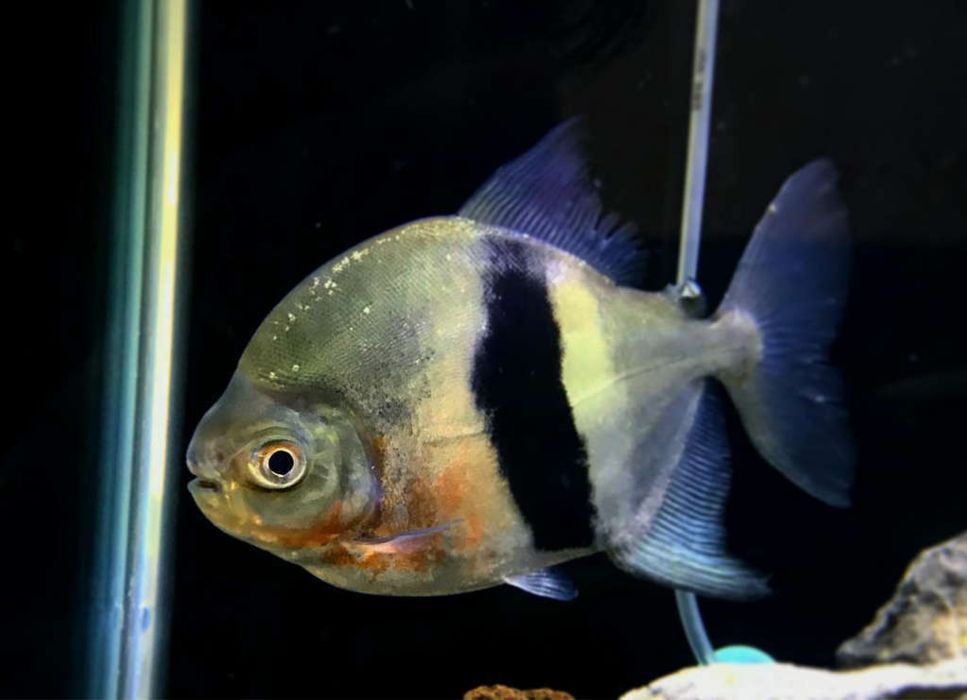 Myleus schomburgkii cardume de 10