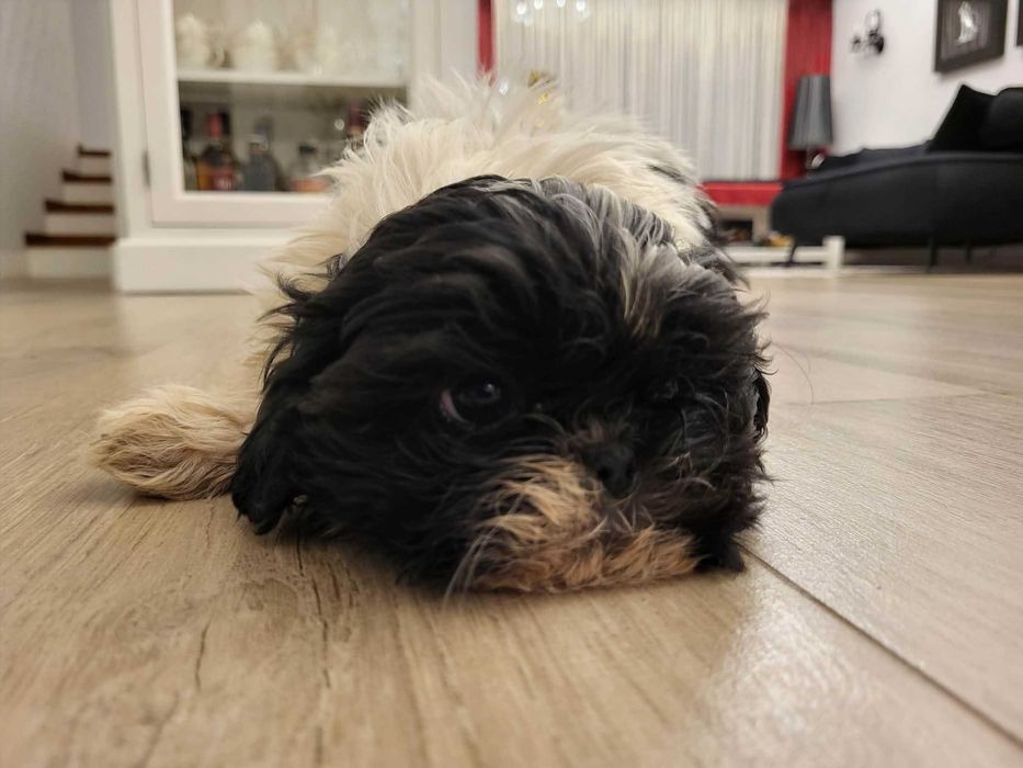 Szczeniaczek Shih Tzu