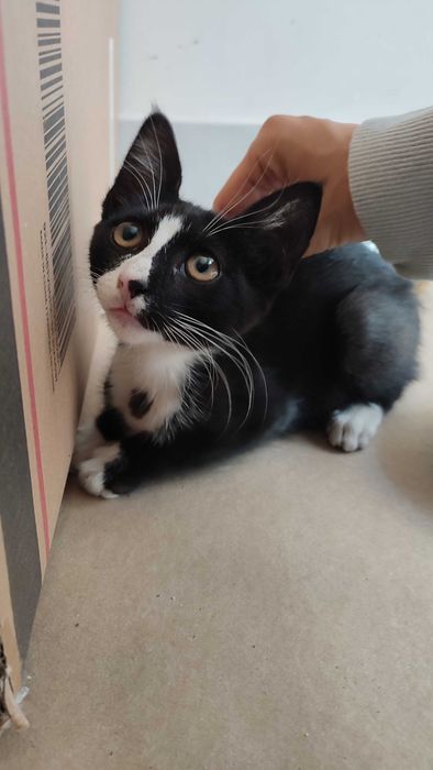 Adoção responsável gatinho macho