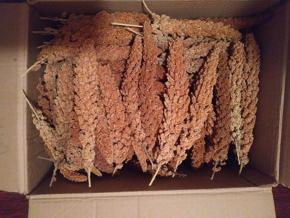 Чуміза ,чумиза,просо ,корм  для  папуг,для птиц корм