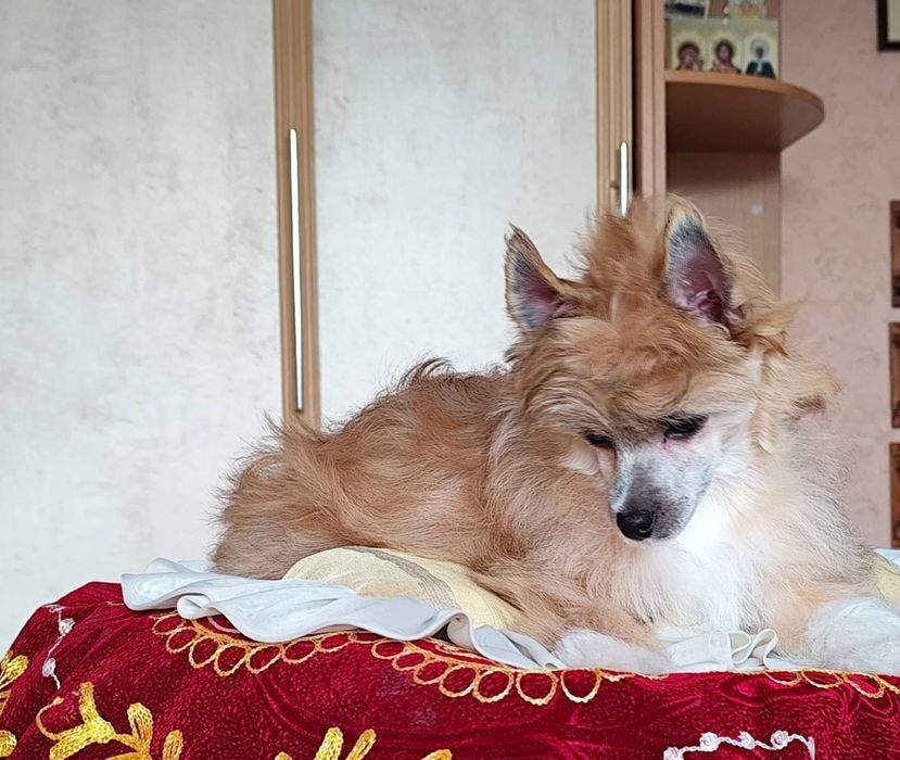 Пухнасте цуценя китайської хохлатої