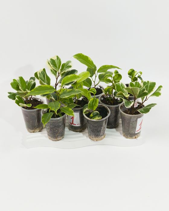 Набір укорінених живців фікусів із трьох видів.