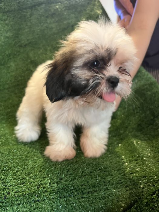 Shi-tzu.excelemte femea mni