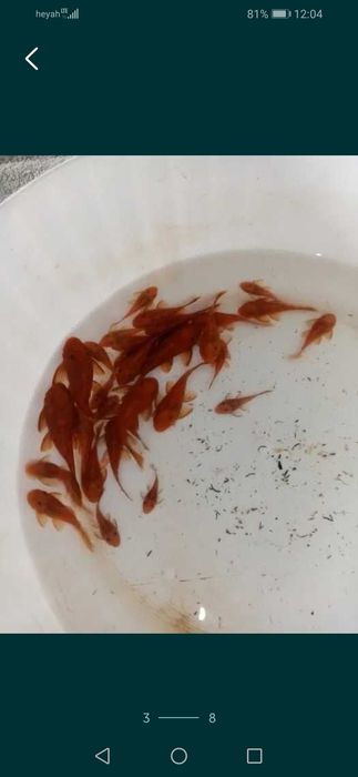 Zbrojnik glonojad czerwony super red ancistrus