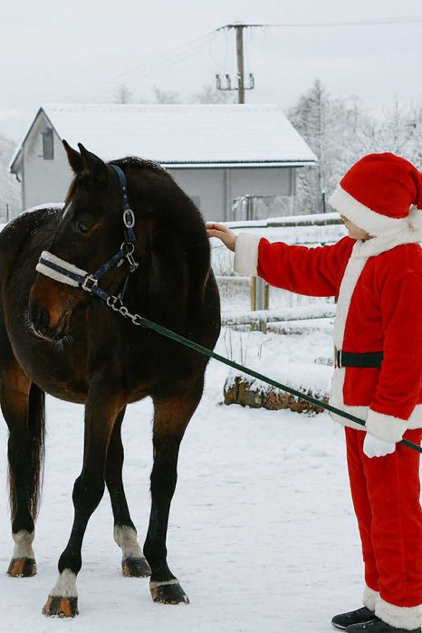 Sprzedam klacz do hodowli