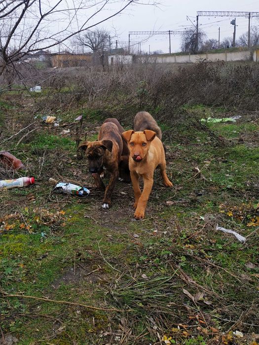 Отдам щенков ,есть девочки и мальчики!
