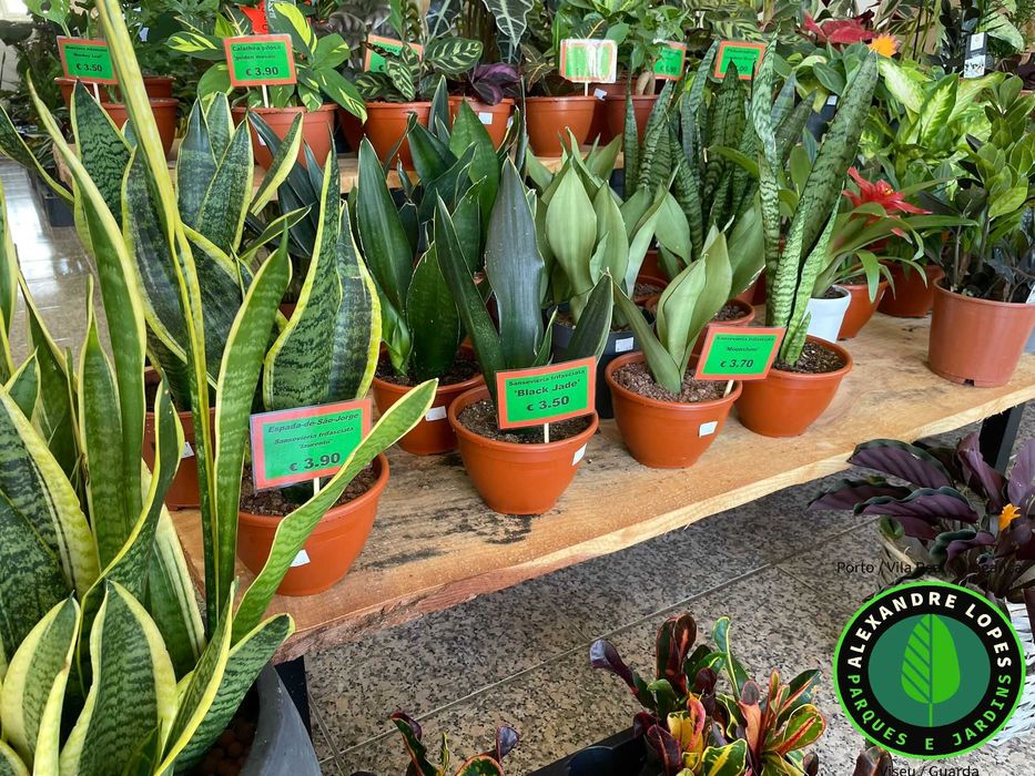 Plantas de interior e exterior ao melhor preço