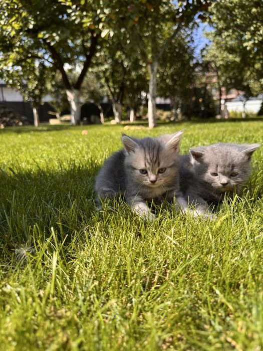 Продам шотландських прямовухих кошенят