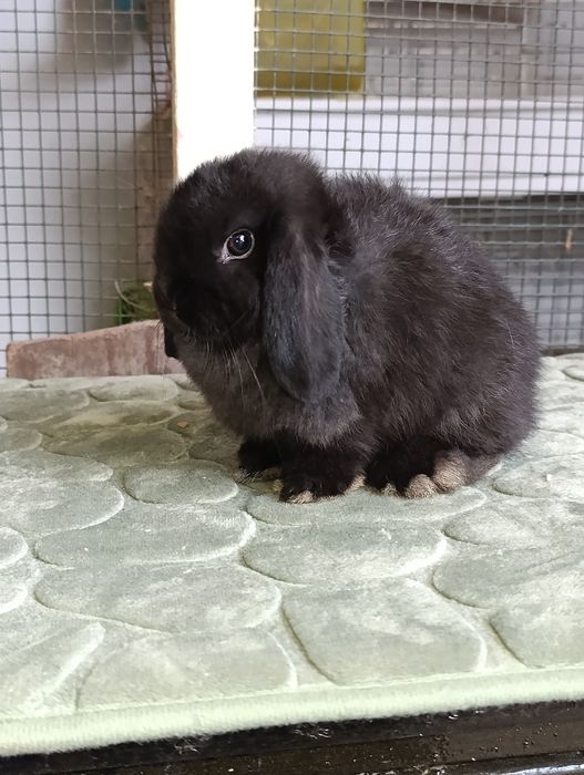 Mini Lop Preto – Muito Fofo e Carinhoso