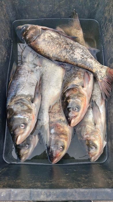 Жива риба свiжа риба