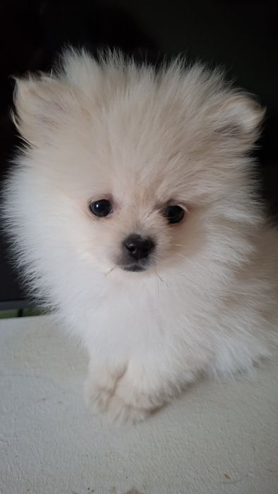 Шпиц  5мес микро девочка Одесса