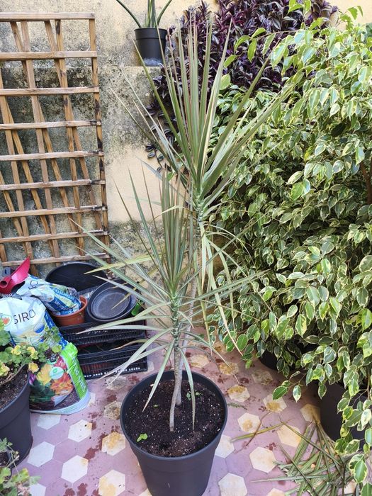 Dracaena, planta, plantas, jardim, decoração, natureza