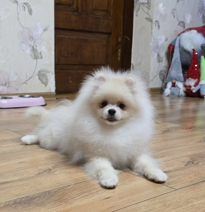 Фантастичні ведмедики.