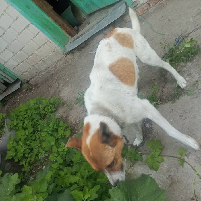 Дівчинка три роки