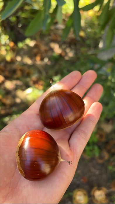 50 kg de boas castanhas a bom preco