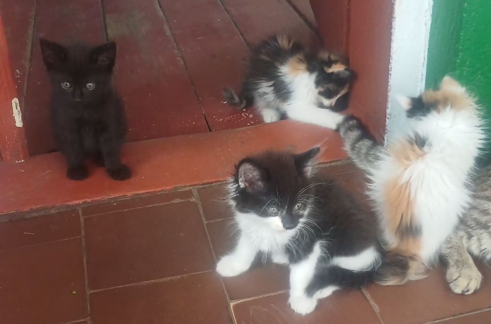 Подарую милих кошенят
