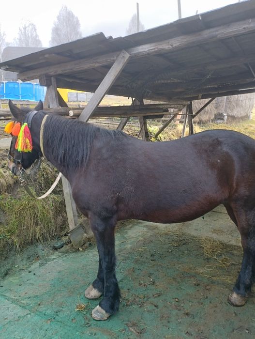 Продається кобила