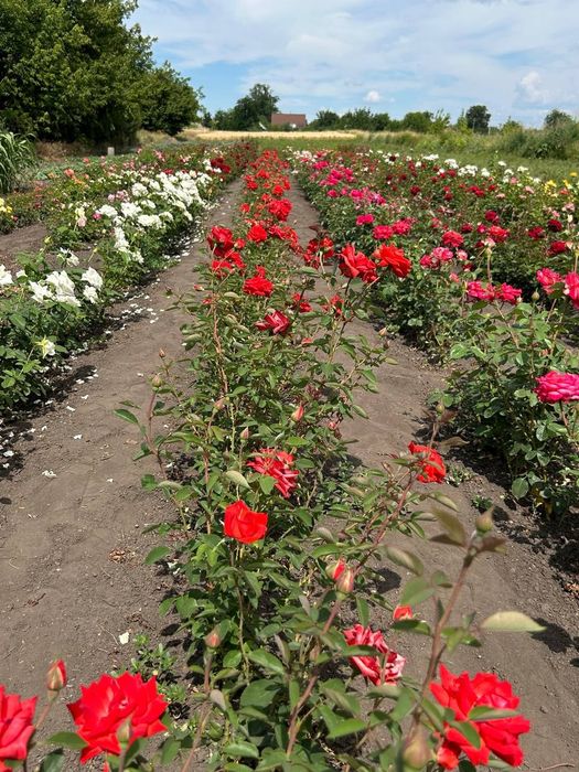 Саджанці троянд / саженцы роз. 100 грн