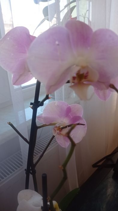 Орхідеї відцвіташки ( 1-3 гілки)