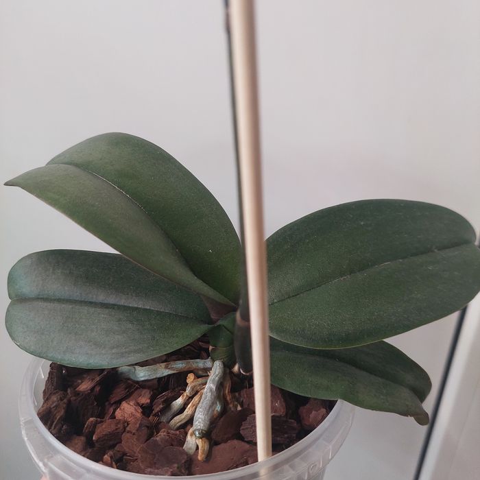 Орхідея фаленопсіс phal. Summer Breath