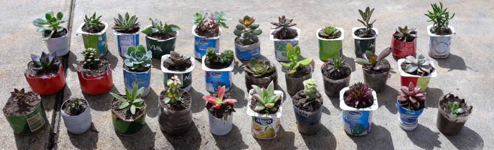 Cacti and succulents from €0.20/unit (77 different species)64738268083715124