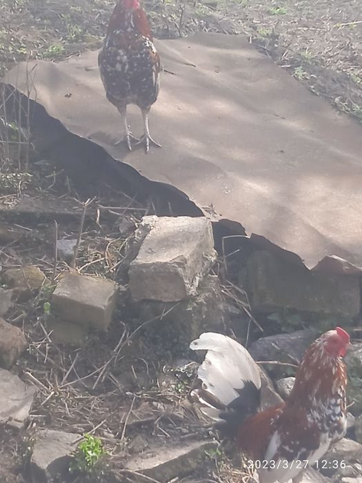 Продам Бентнамки