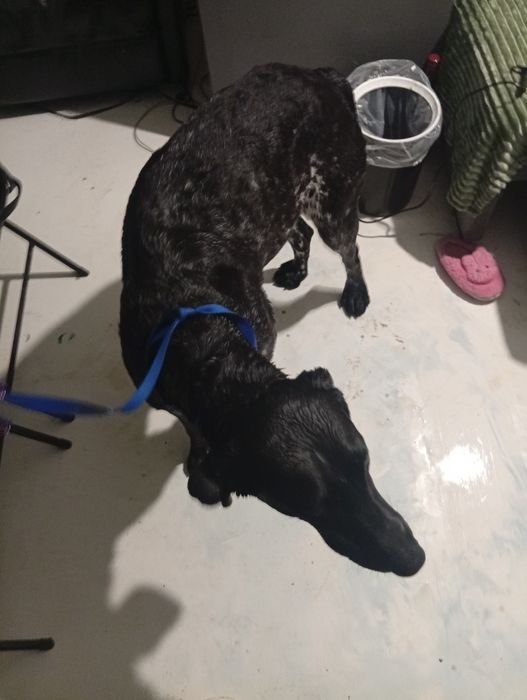 Курцхаар мисливець