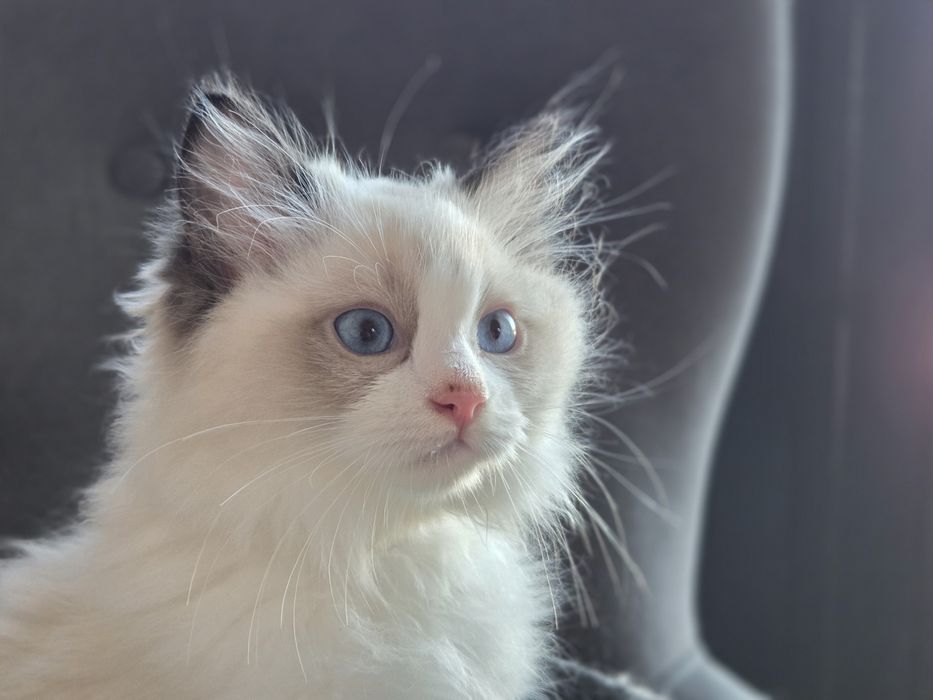 Kocurek kot  RAGDOLL z rodowodem FPL