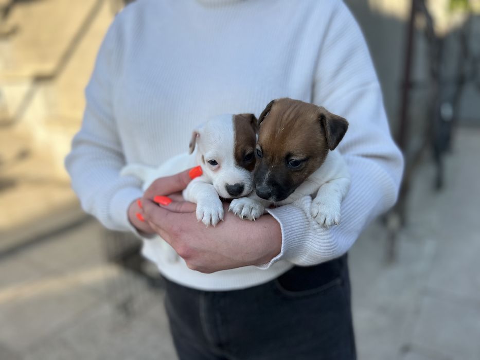 Друзі Джек Рассел терьери