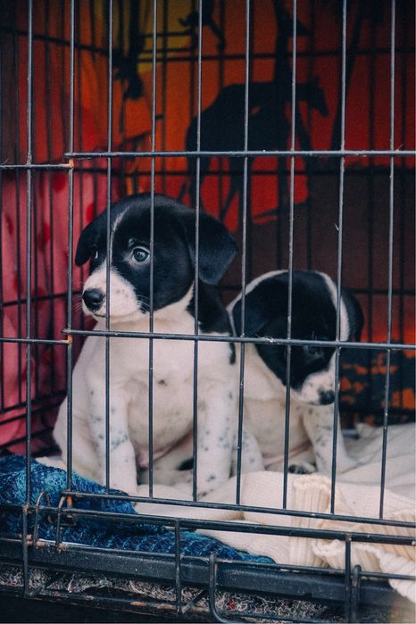 Щенки, цуцики, собака