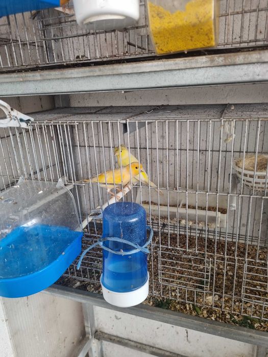 Canarios e gaiolas
