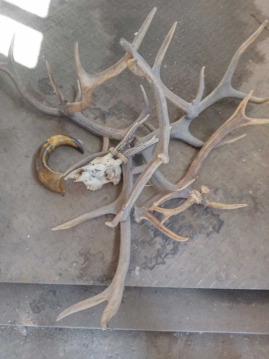 poroże,poroże z czaszką,róg